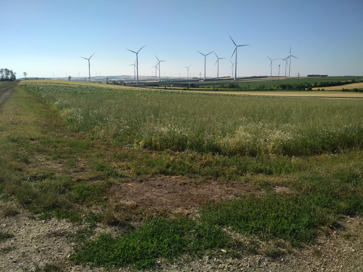Valtice-Mistelbach-Wien 