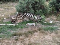 foto 48