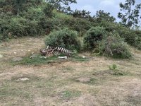 foto 49